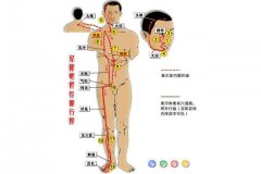 足阳明胃经的功效和作用