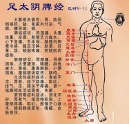 足太阴脾经的功效和作用