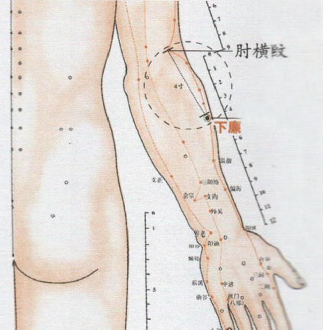 下廉穴的准确穴位图及功效作用