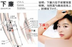 下廉穴的准确穴位图及功效作用