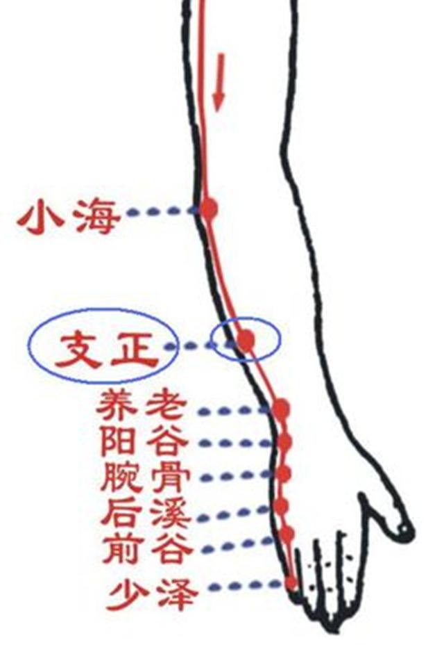 支正穴的准确穴位图及作用