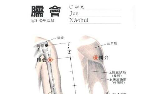 臑会穴位的作用