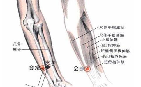 会宗穴的准确穴位图及作用