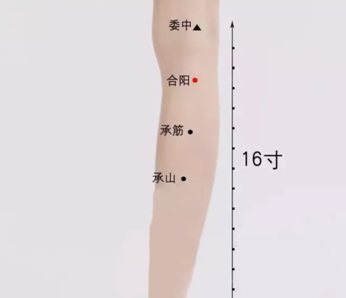 合阳穴的准确穴位图及作用