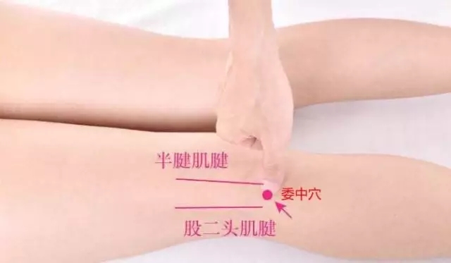 委中穴的准确穴位图及作用