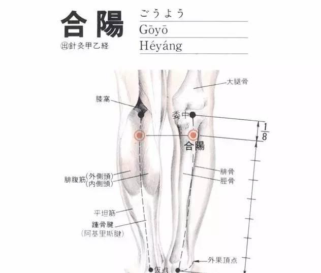 合阳穴的准确穴位图