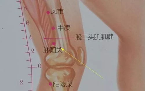 膝阳关穴位的作用