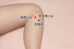 阳陵泉穴的准确穴位图及作用