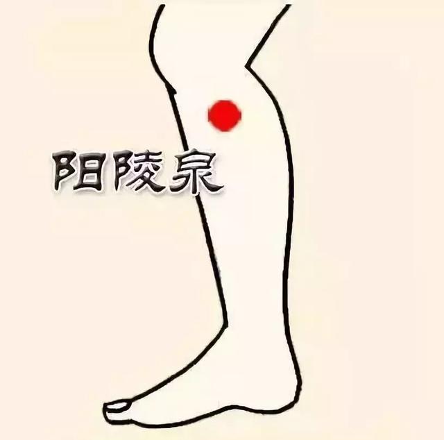 阳陵泉穴