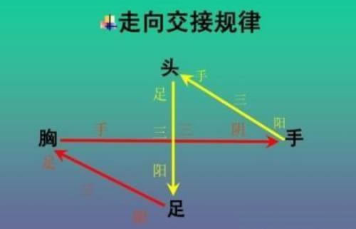 十二经络