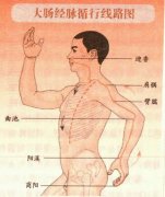 大肠经经络图,大肠经的作用和保健方法
