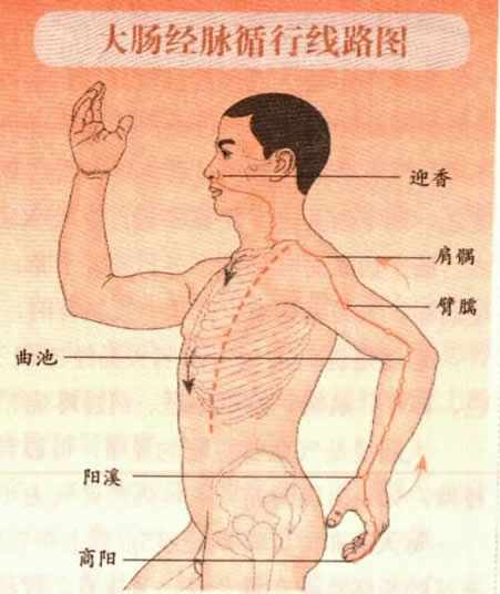 大肠经经络图