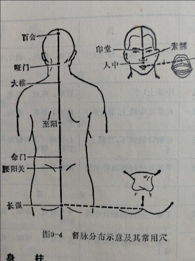 督脉的作用
