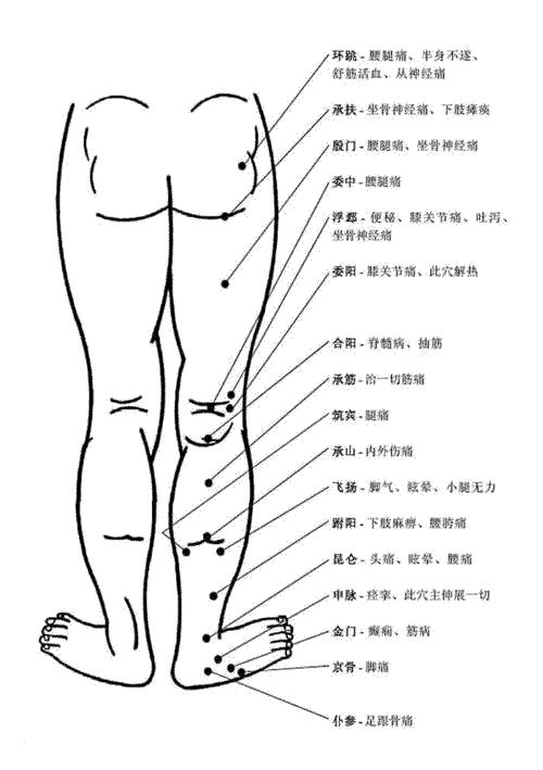 腿部后面穴位