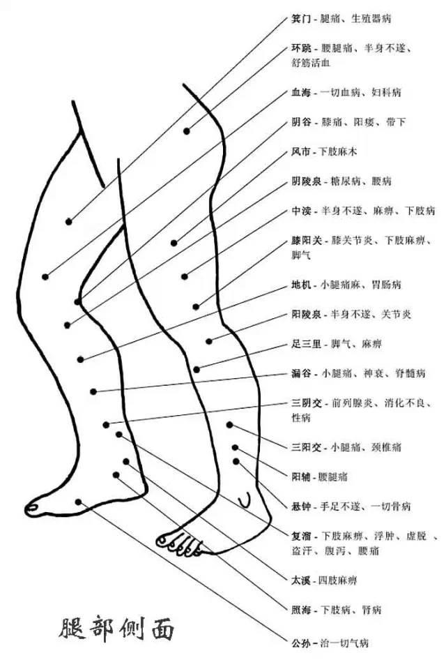 腿部侧面穴位