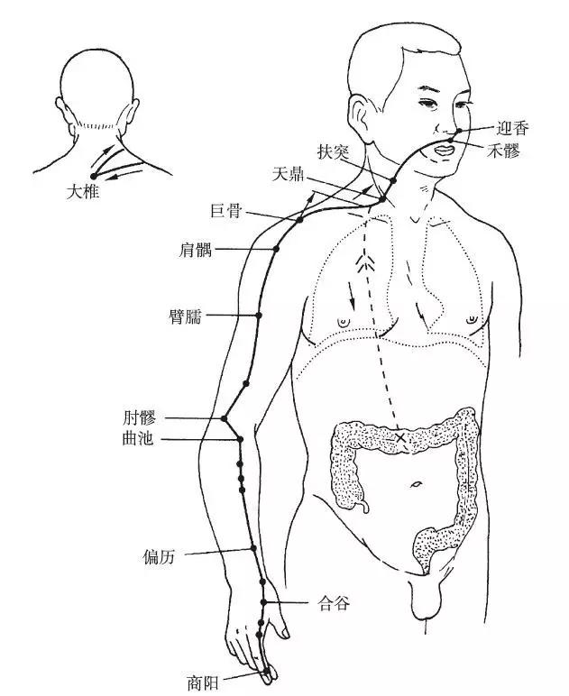 手阳明大肠经