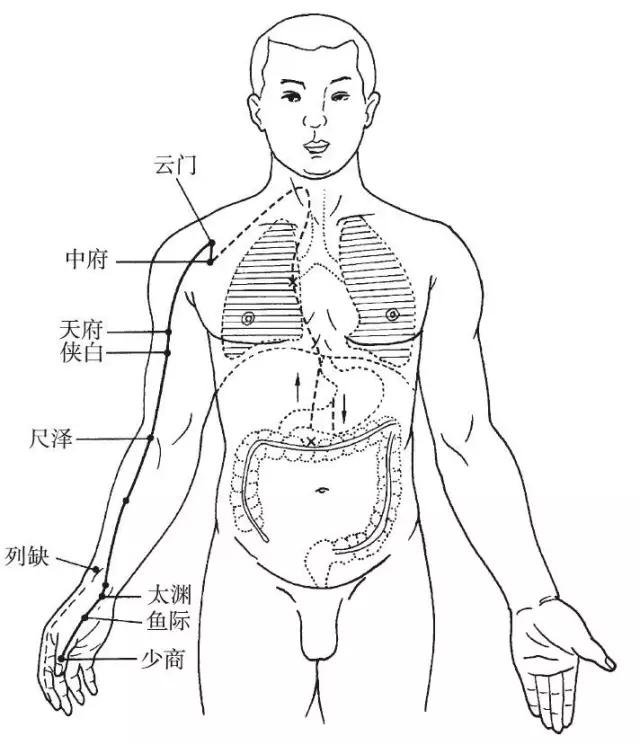 手太阴肺经