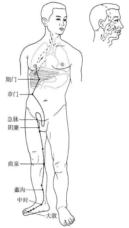 足厥阴肝经