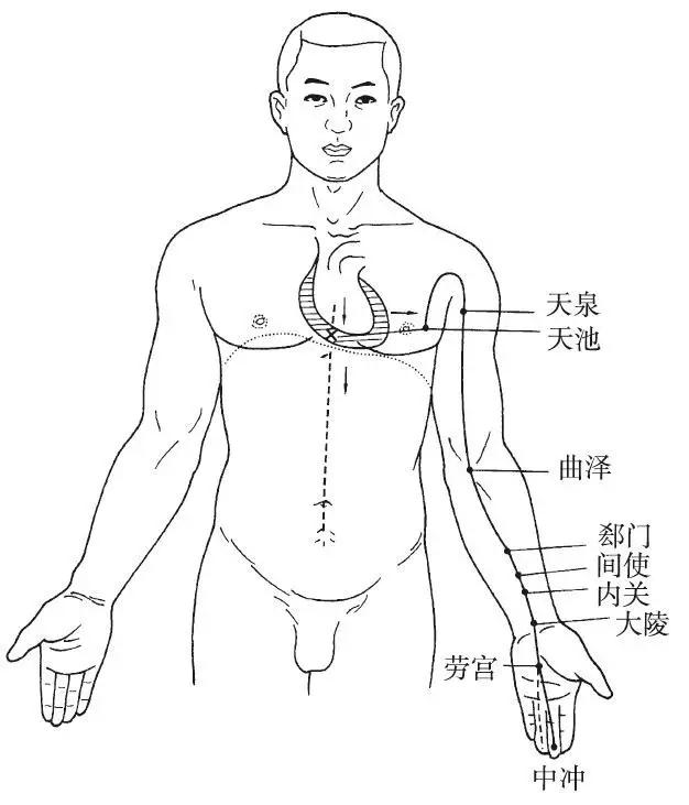 手厥阴心包经