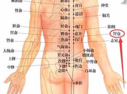 胃仓穴的准确穴位图及作用