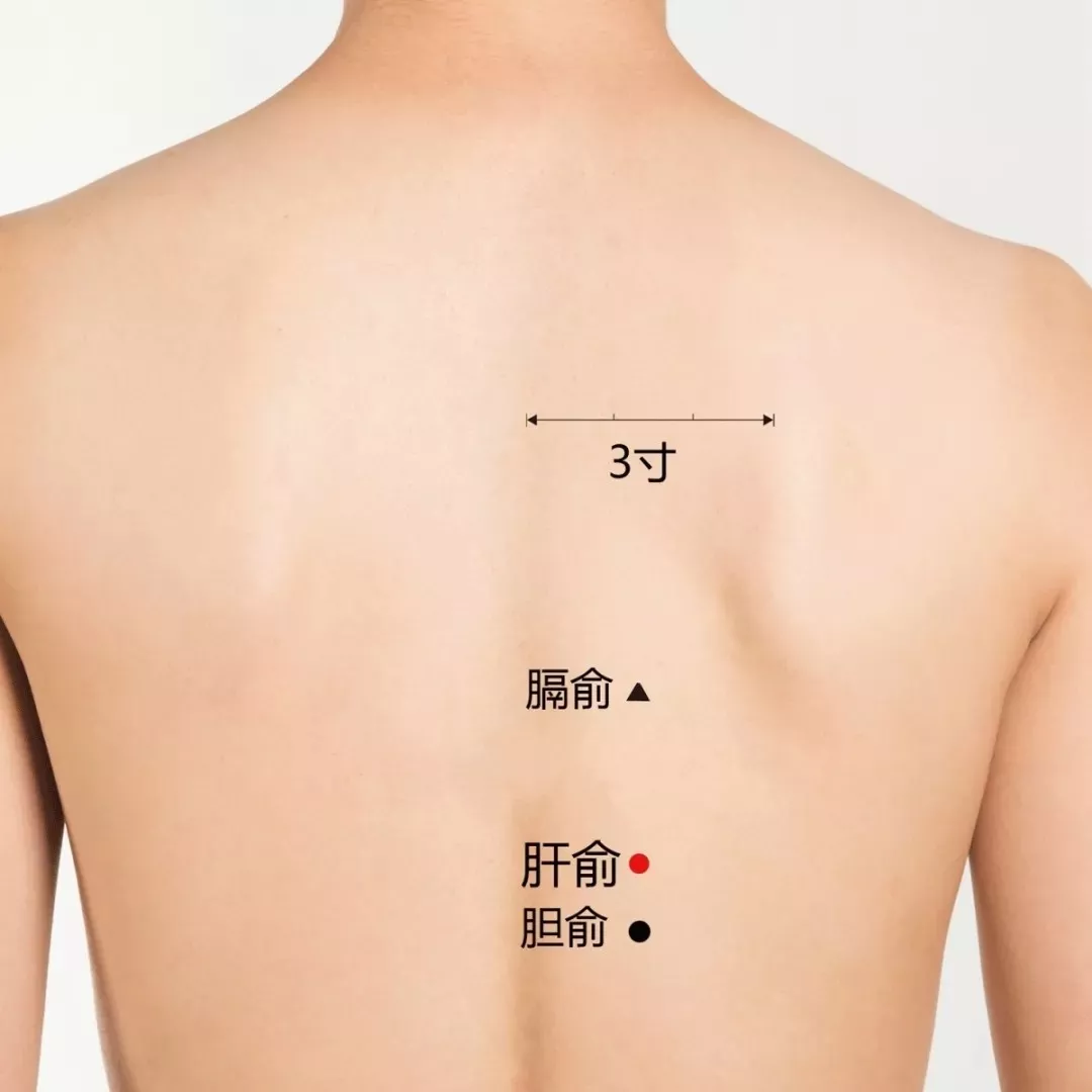 肝俞穴