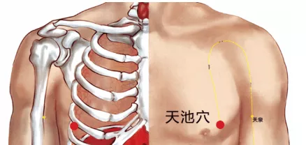 天池穴