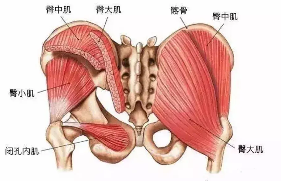 治腰必治臀