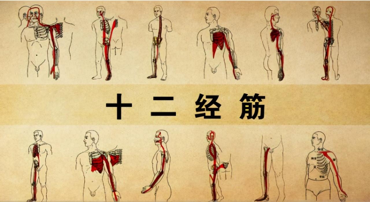 十二经筋